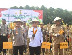 *Panen Raya Jagung Serentak Digelar di Konsel, Sultra Siap Jadi Lumbung Pangan Nasional*